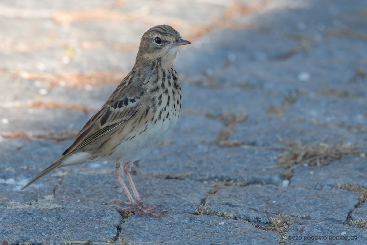 Tree Pipit - Rogério Rodrigues
