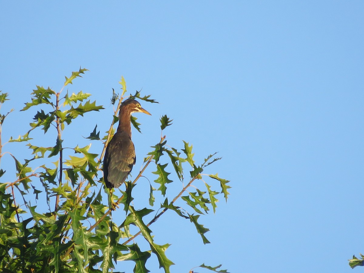 Green Heron - ML255263901