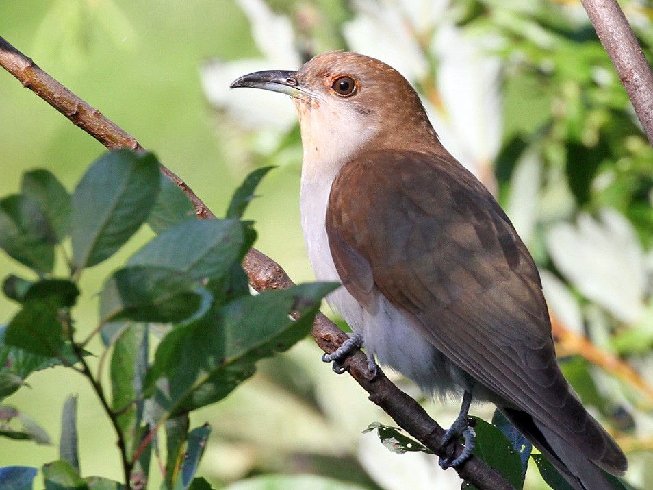 Black-billed Cuckoo - Ryan Brady