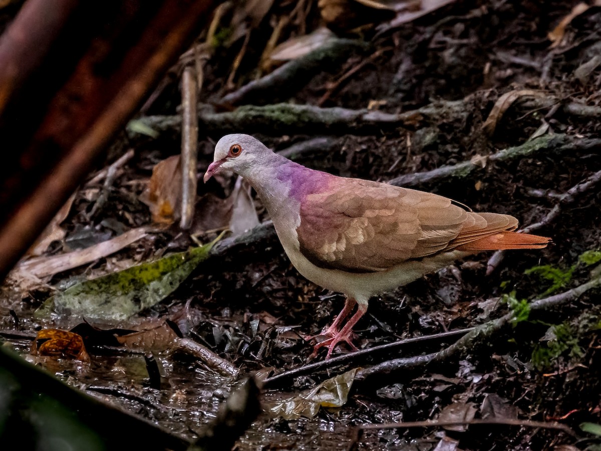 Violaceous Quail-Dove - ML255264901