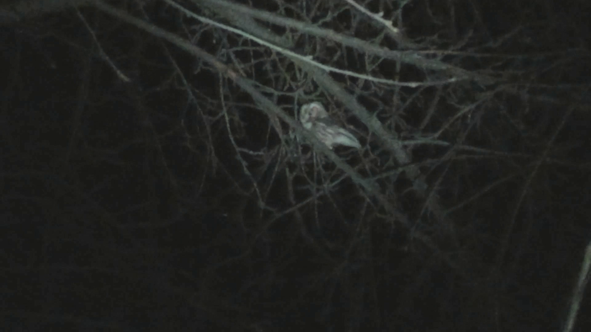 Northern Saw-whet Owl - ML25526571