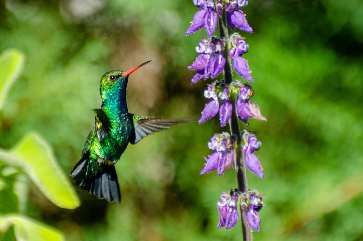 Glittering-bellied Emerald - ML255266301