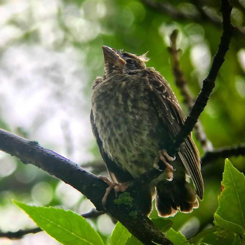 Zozo papargorria - ML255266311