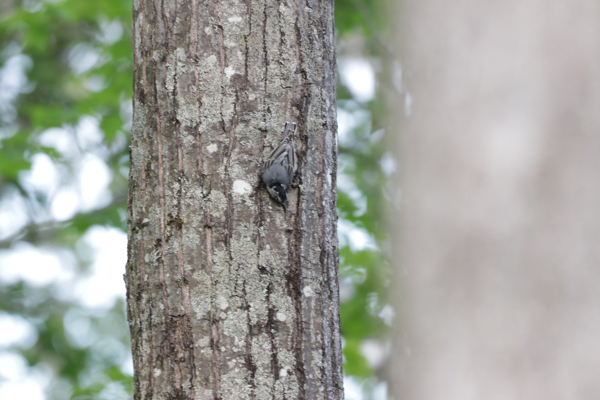 White-breasted Nuthatch - ML255267091