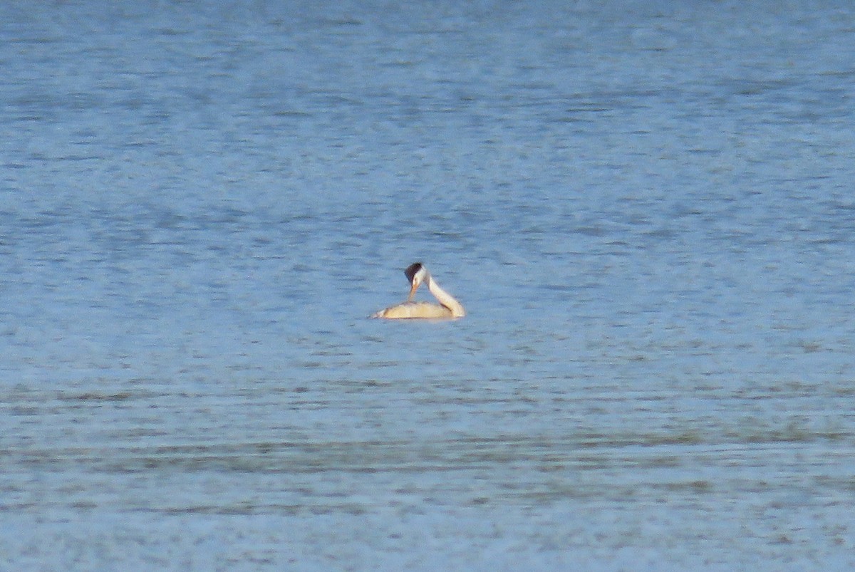 Clark's Grebe - ML255267161