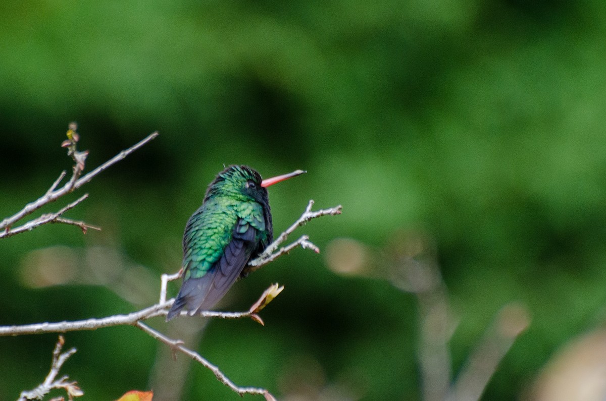 Glittering-bellied Emerald - ML255267491