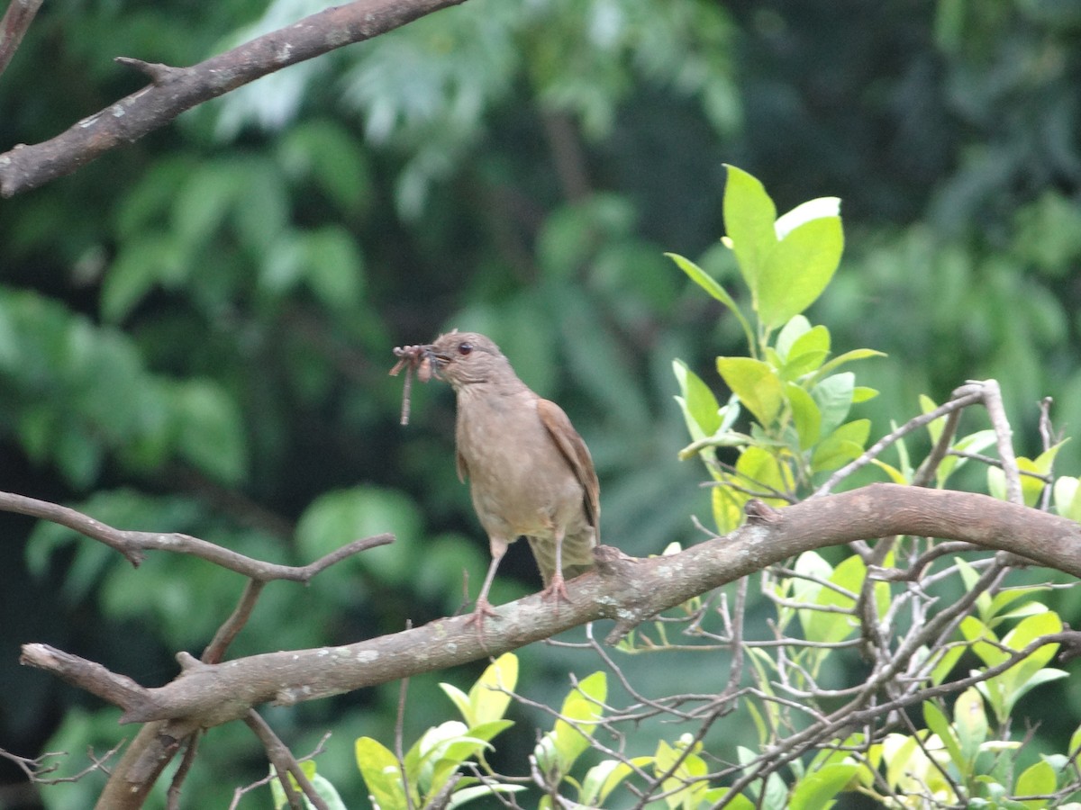 Pale-breasted Thrush - ML255267501