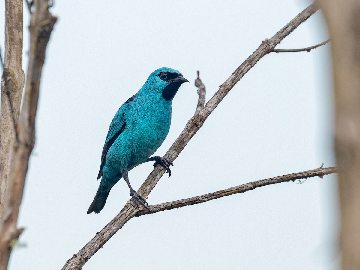 Black-legged Dacnis - Héctor Bottai