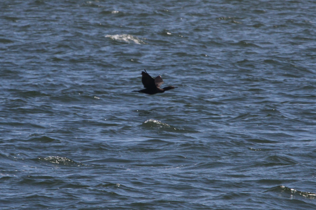 Cormoran à aigrettes - ML255267721