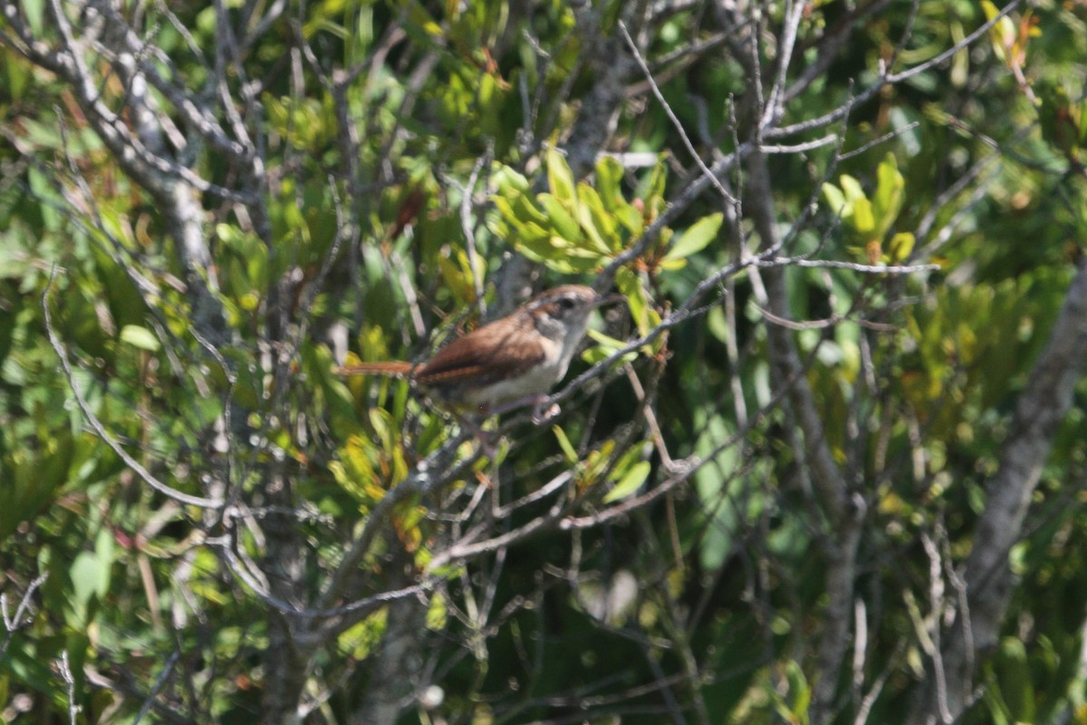 Troglodyte de Caroline - ML255268111