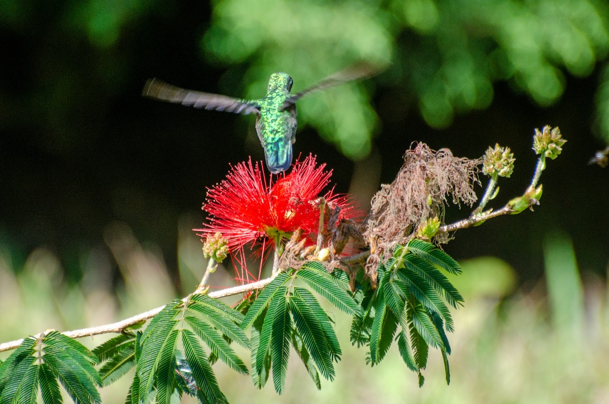 Glittering-bellied Emerald - ML255268731