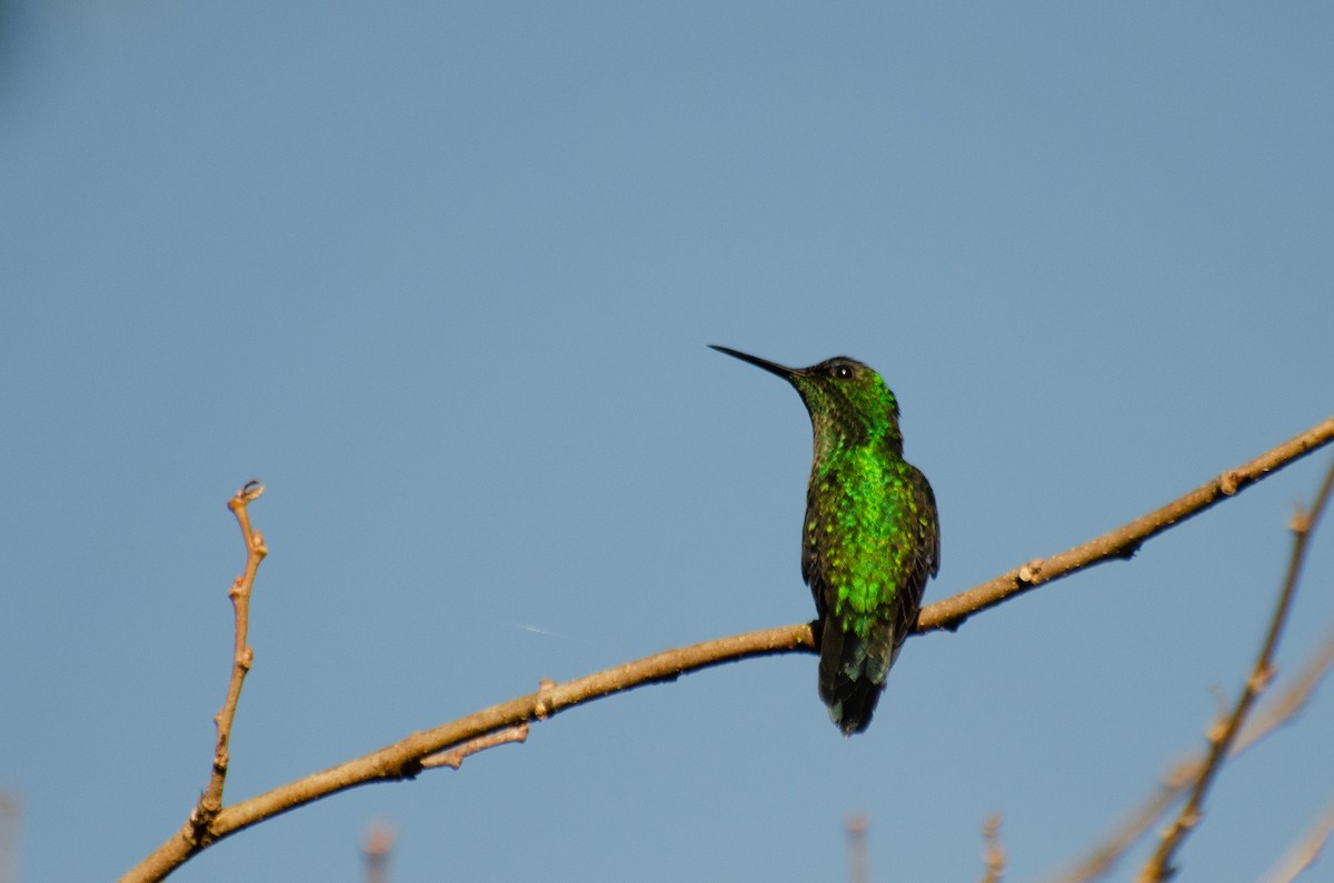 kolibřík pestrý [skupina versicolor] - ML255268861