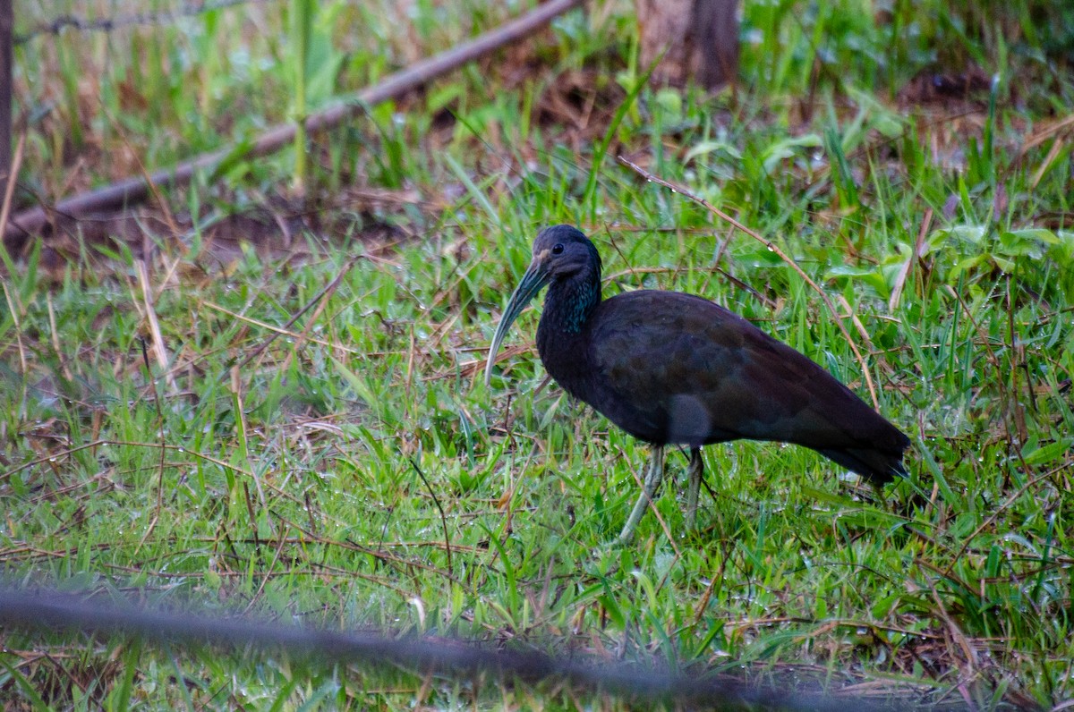 Green Ibis - ML255269031