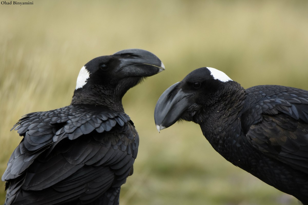 Thick-billed Raven - ML255270331