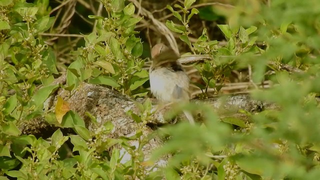 Sykes's Warbler - ML255272541