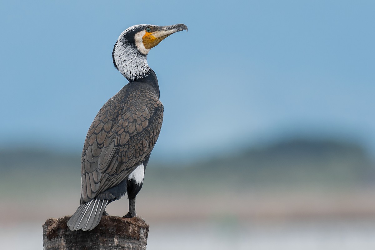 Great Cormorant - ML255272571