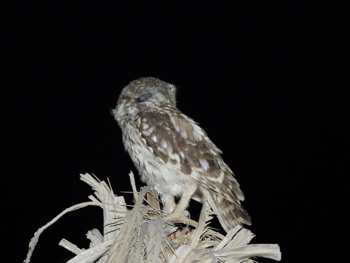 Little Owl - ML255273321