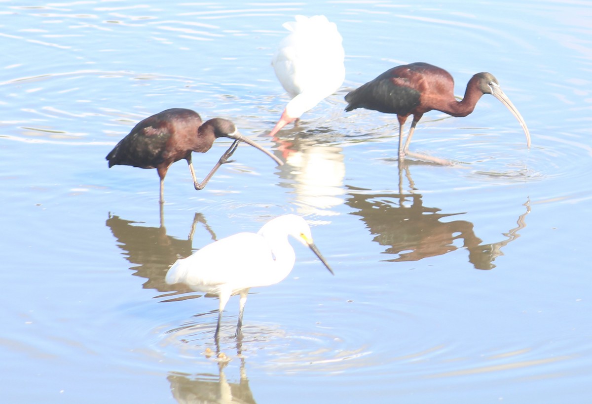 Glossy Ibis - ML255273571