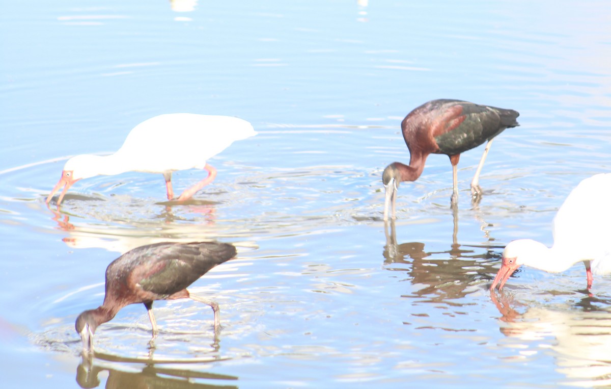 Glossy Ibis - ML255273631