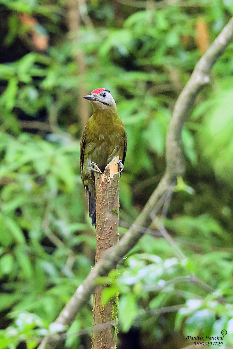 Gray-headed Woodpecker - Manish Panchal