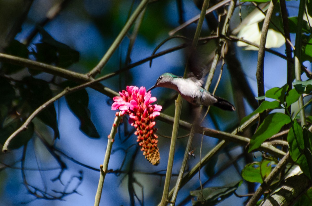 Violet-capped Woodnymph - Marcos Eugênio Birding Guide