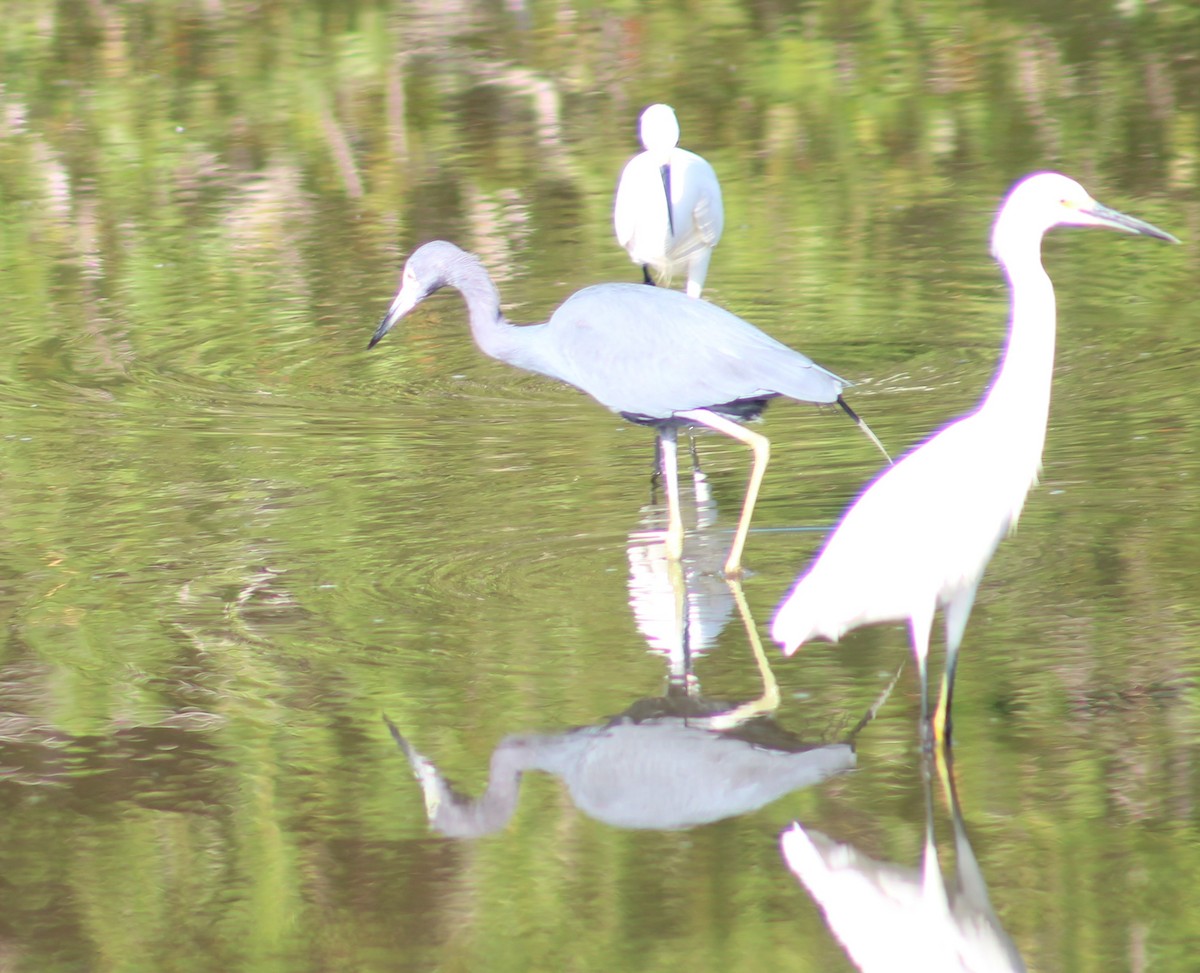 Little Blue Heron - ML255274341