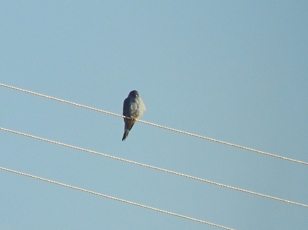 Amur Falcon - Stephen Chang