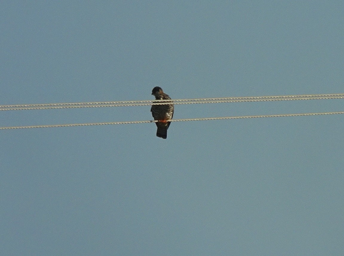 Amur Falcon - Stephen Chang