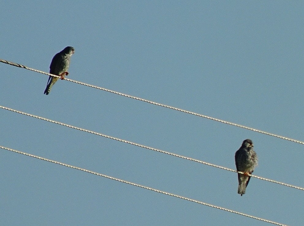 Amur Falcon - Stephen Chang