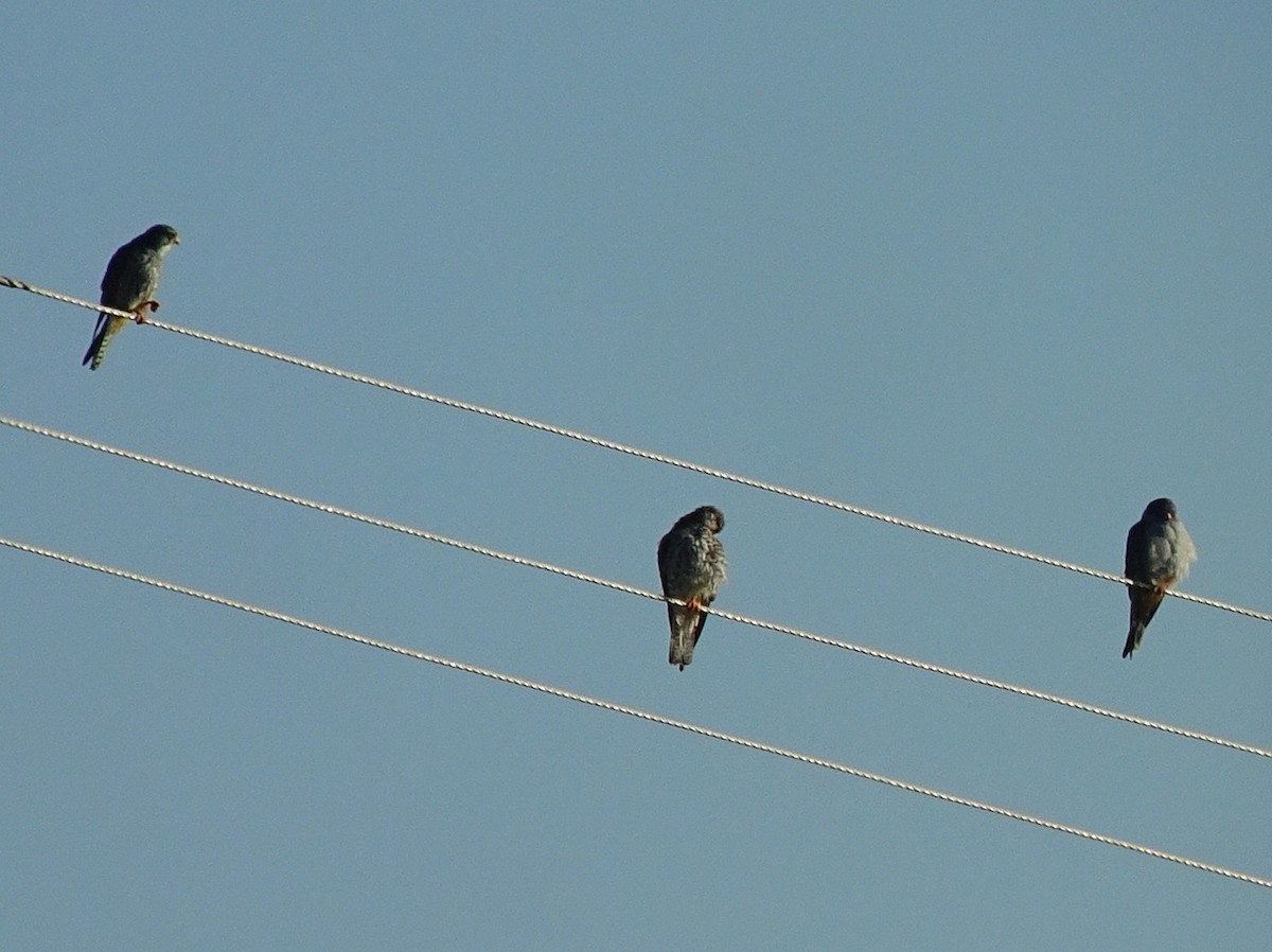 Amur Falcon - Stephen Chang