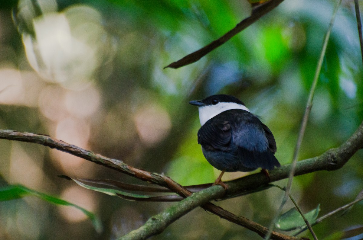 White-bearded Manakin - ML255274691