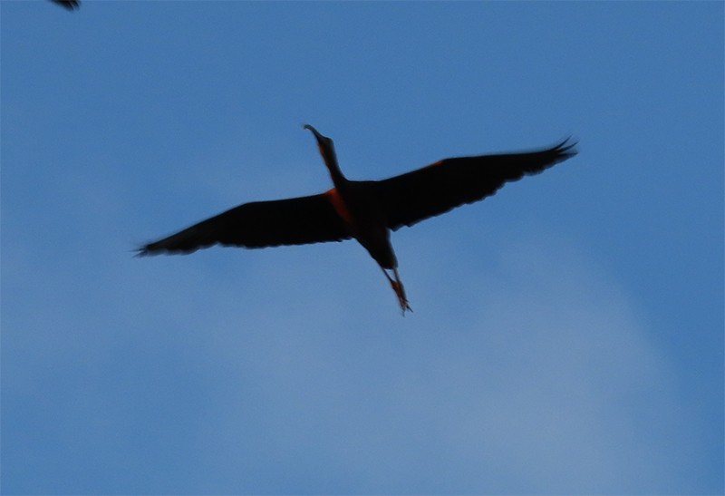 Glossy Ibis - ML255275641