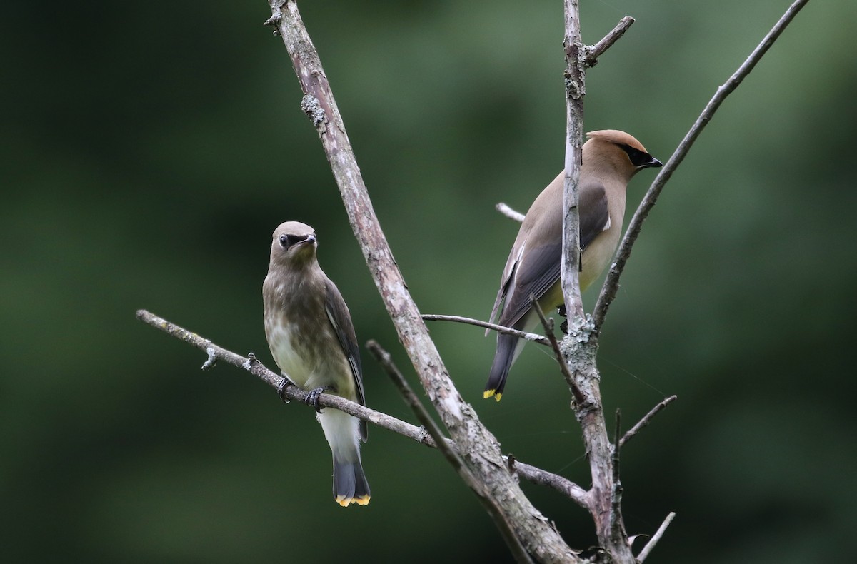 Cedar Waxwing - Jay McGowan