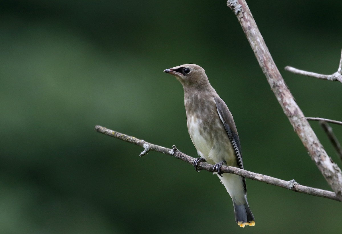 Cedar Waxwing - Jay McGowan