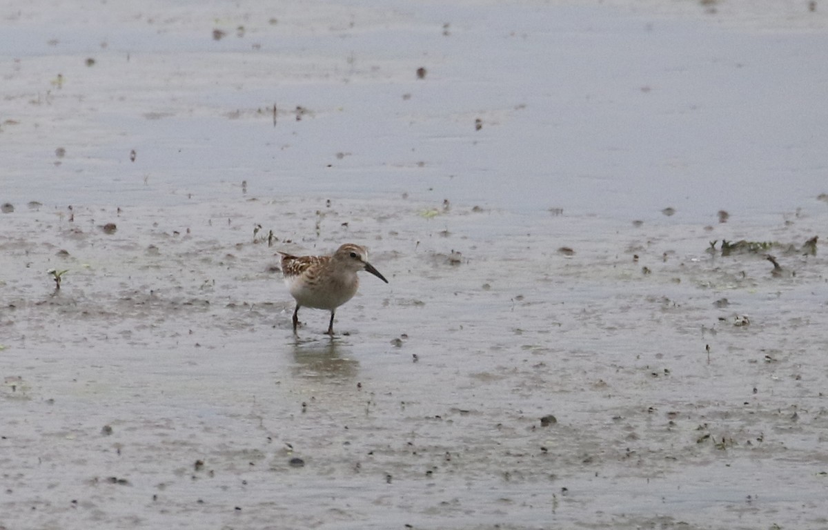 Least Sandpiper - ML255275891