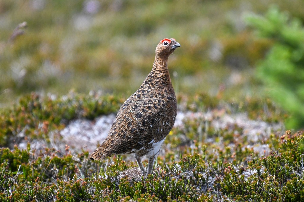 Willow Ptarmigan - ML255276421