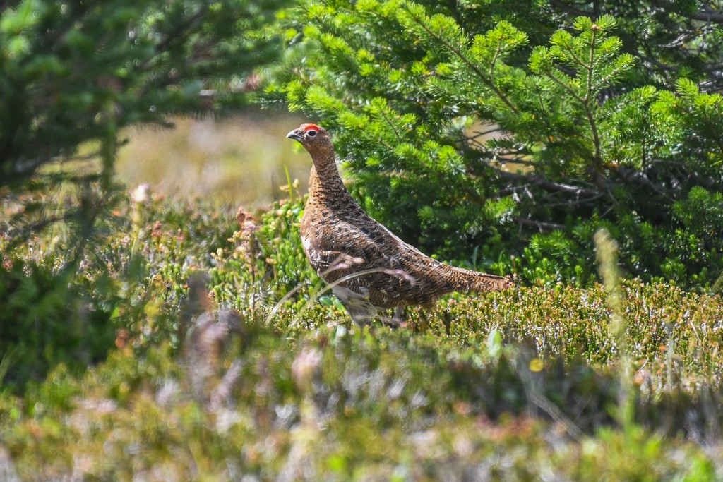 Willow Ptarmigan - ML255276431