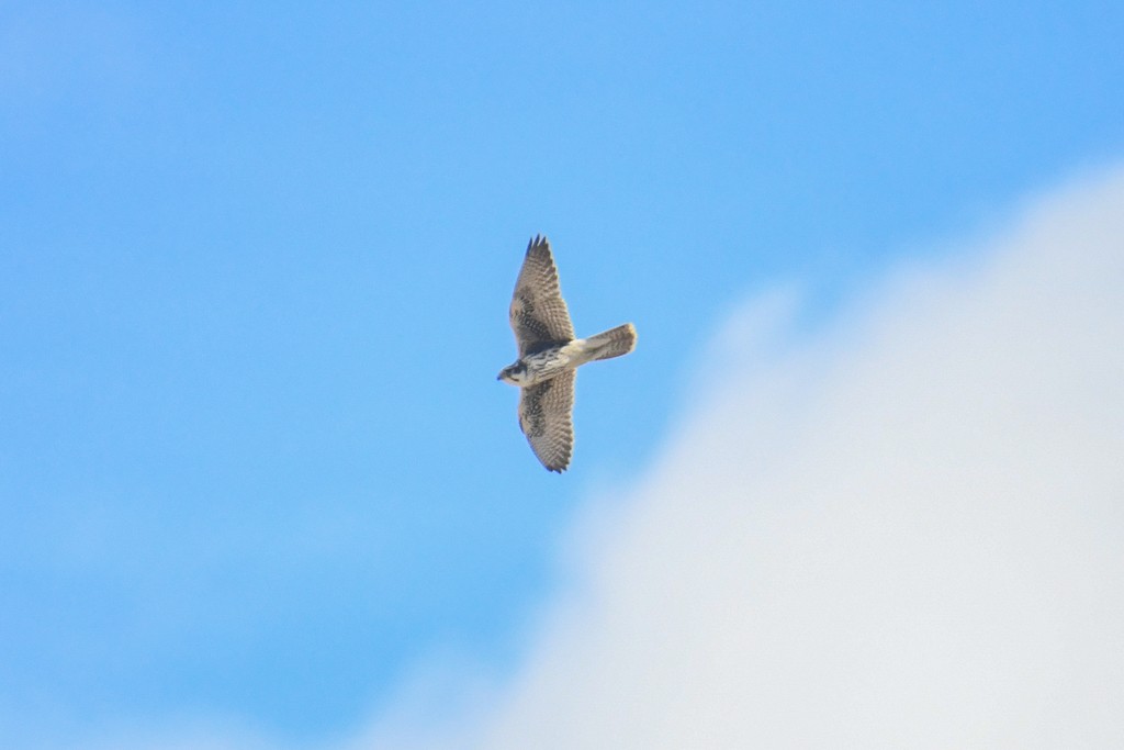 Prairie Falcon - Chloe Van Loon