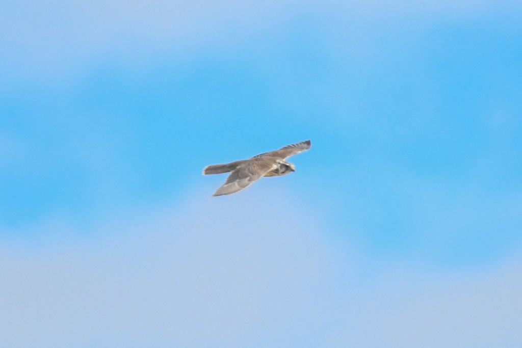 Prairie Falcon - Chloe Van Loon