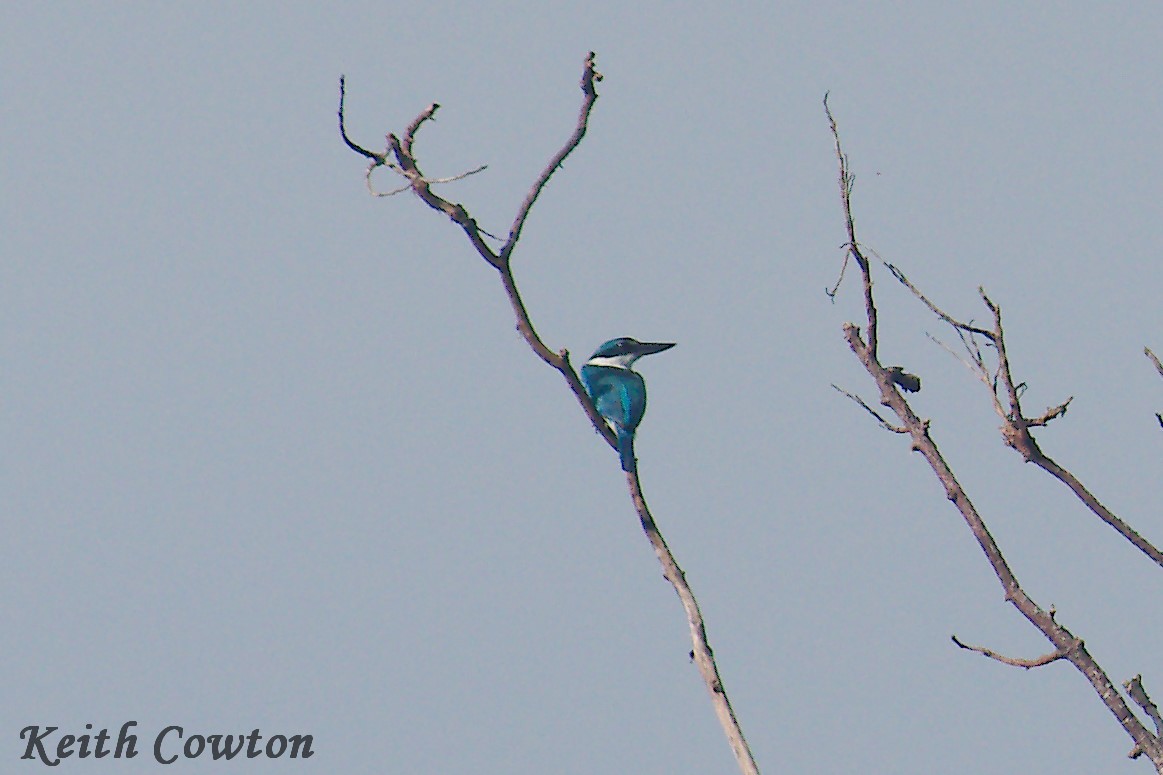 Collared Kingfisher - ML255279971