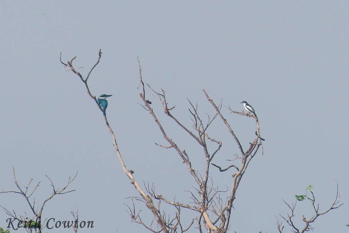 White-rumped Triller - Keith Cowton