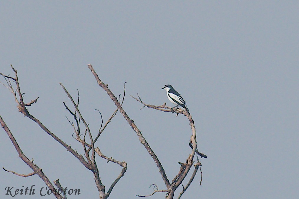 White-rumped Triller - ML255280141