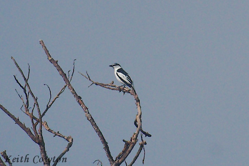 White-rumped Triller - ML255280211