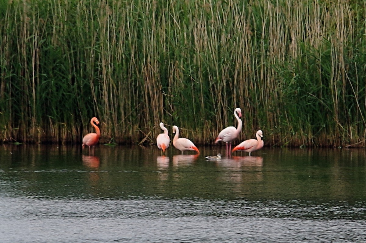 American Flamingo - Volker Heinrich