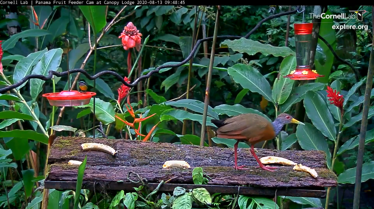 Gray-cowled Wood-Rail - ML255282141