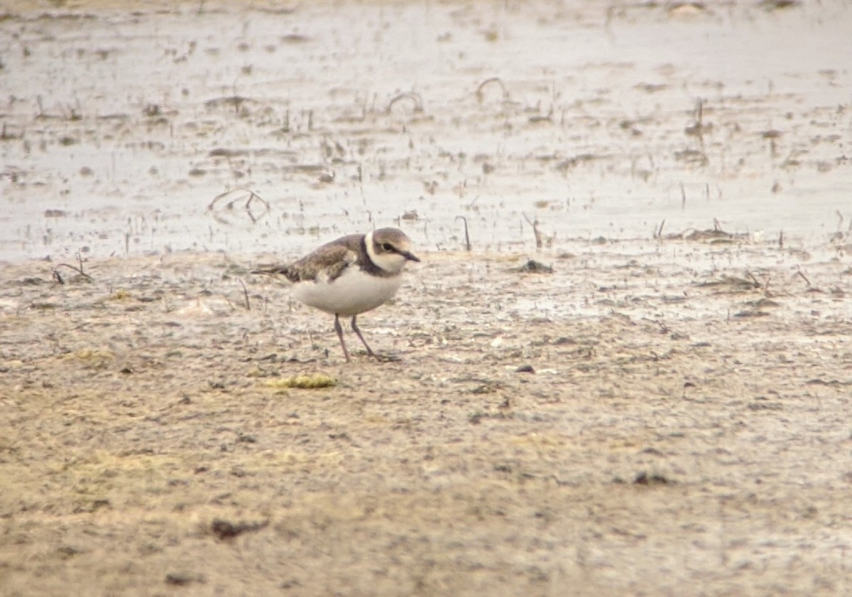 Little Ringed Plover - ML255283111