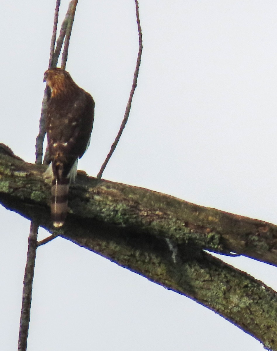 Sharp-shinned/Cooper's Hawk - ML255283411