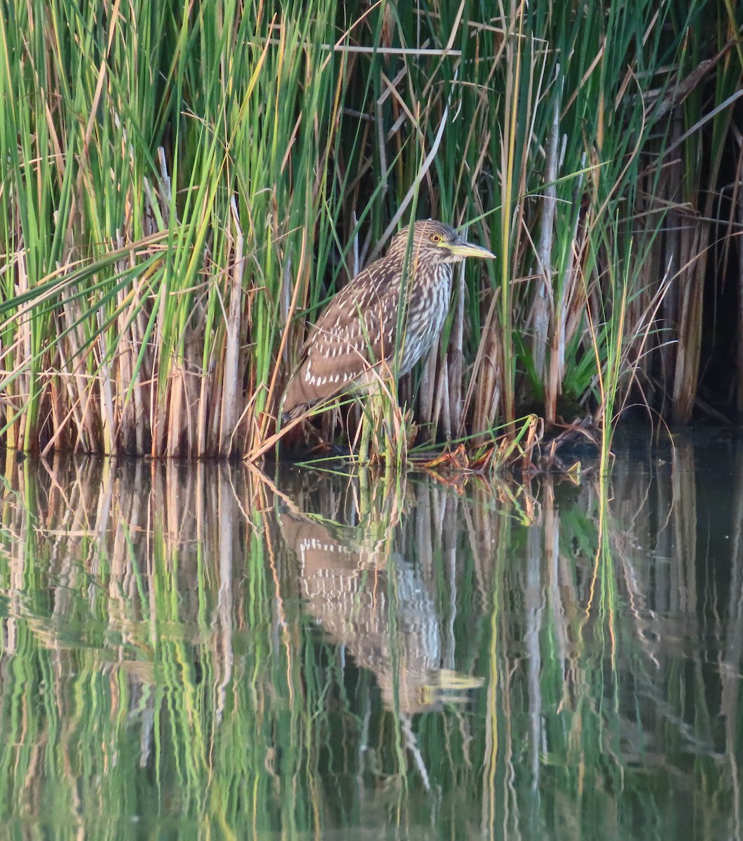 Black-crowned Night Heron - ML255283601