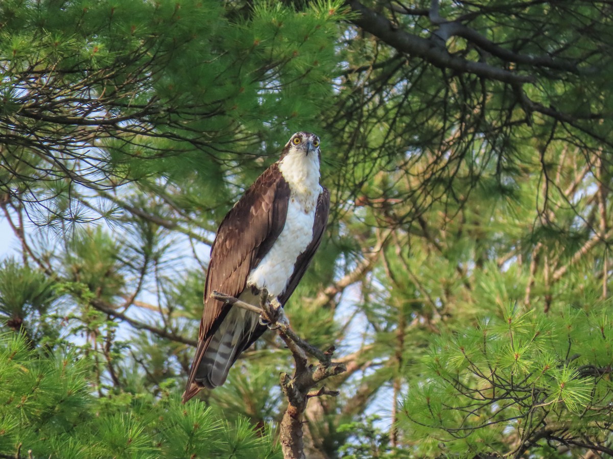 Osprey - ML255283811
