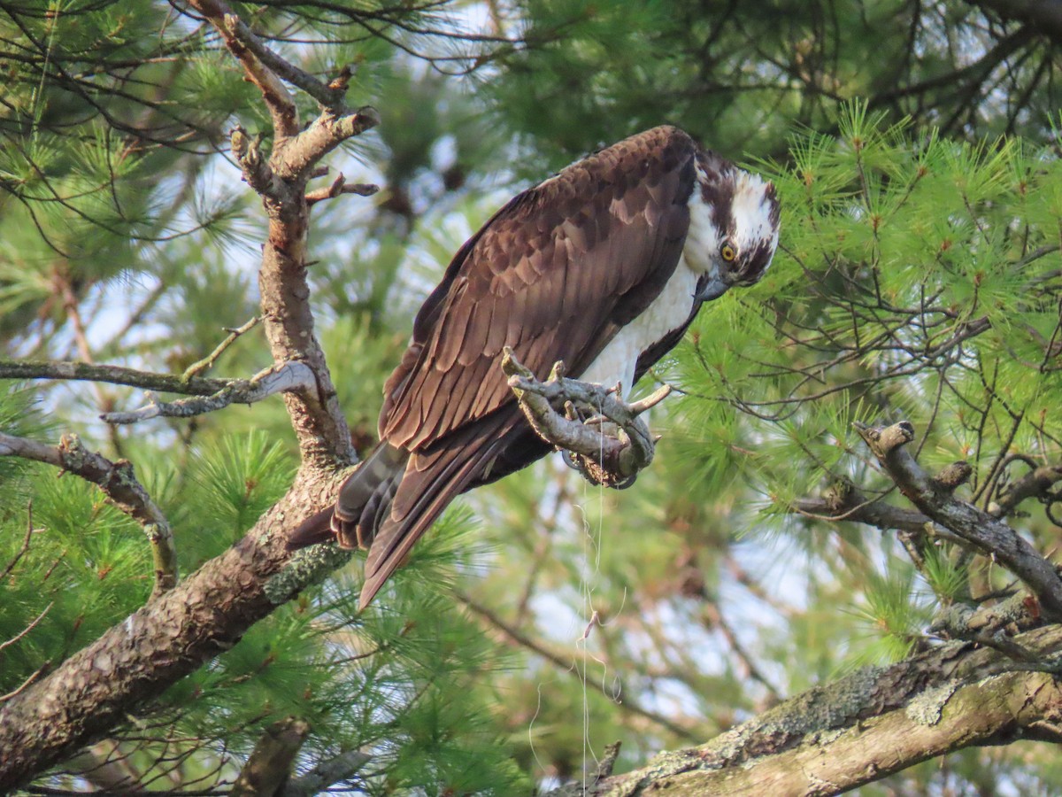 Osprey - ML255283851